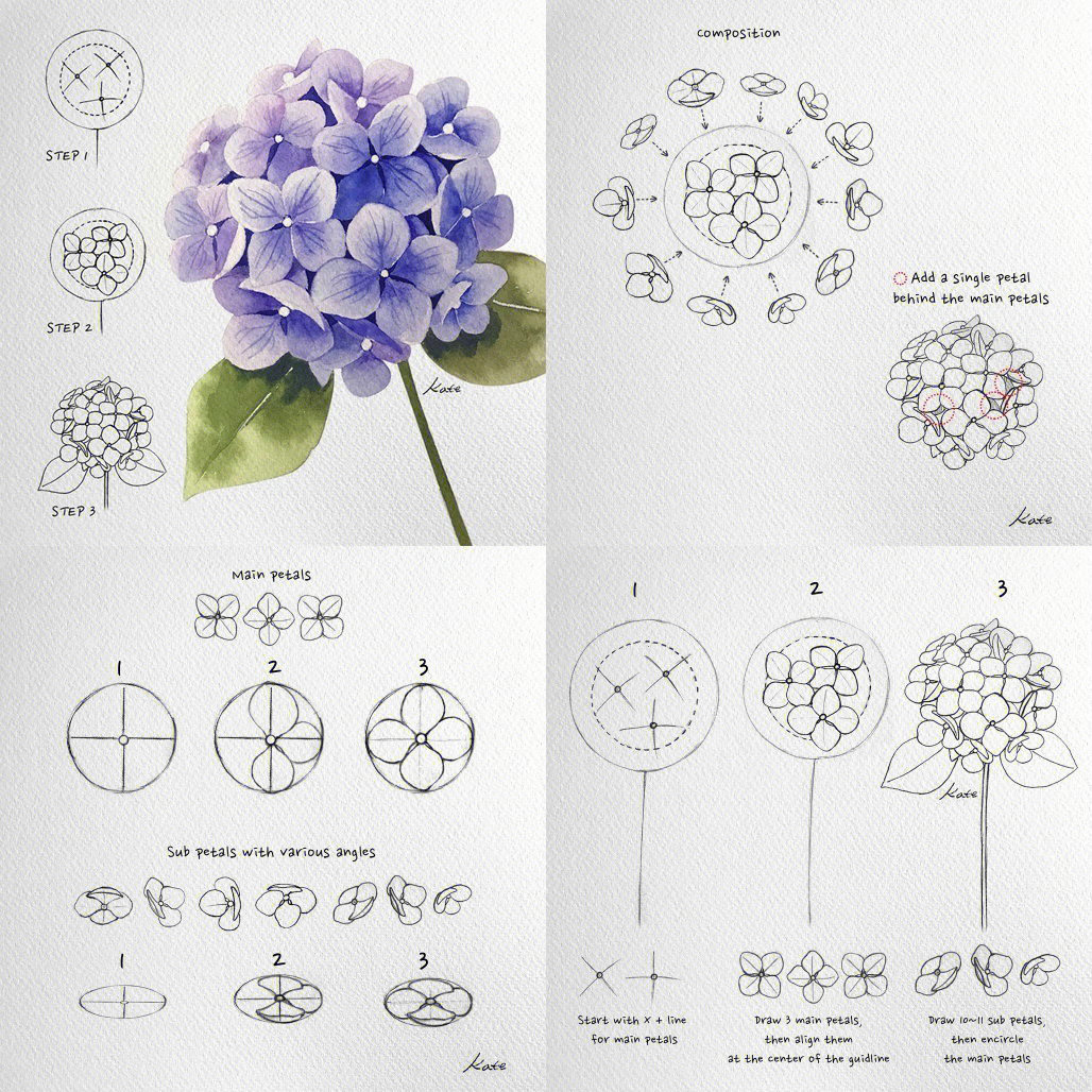绣球花的结构组成图片