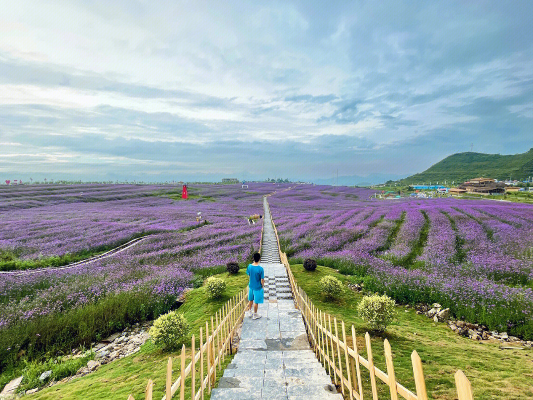 高坡云顶花海