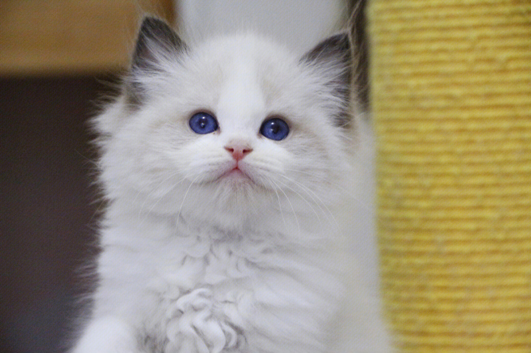布偶猫白耳边遗传几率图片