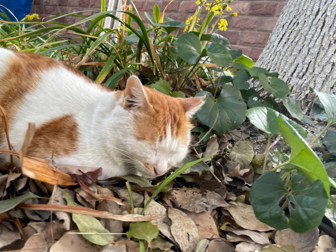 黄白斑点猫图片