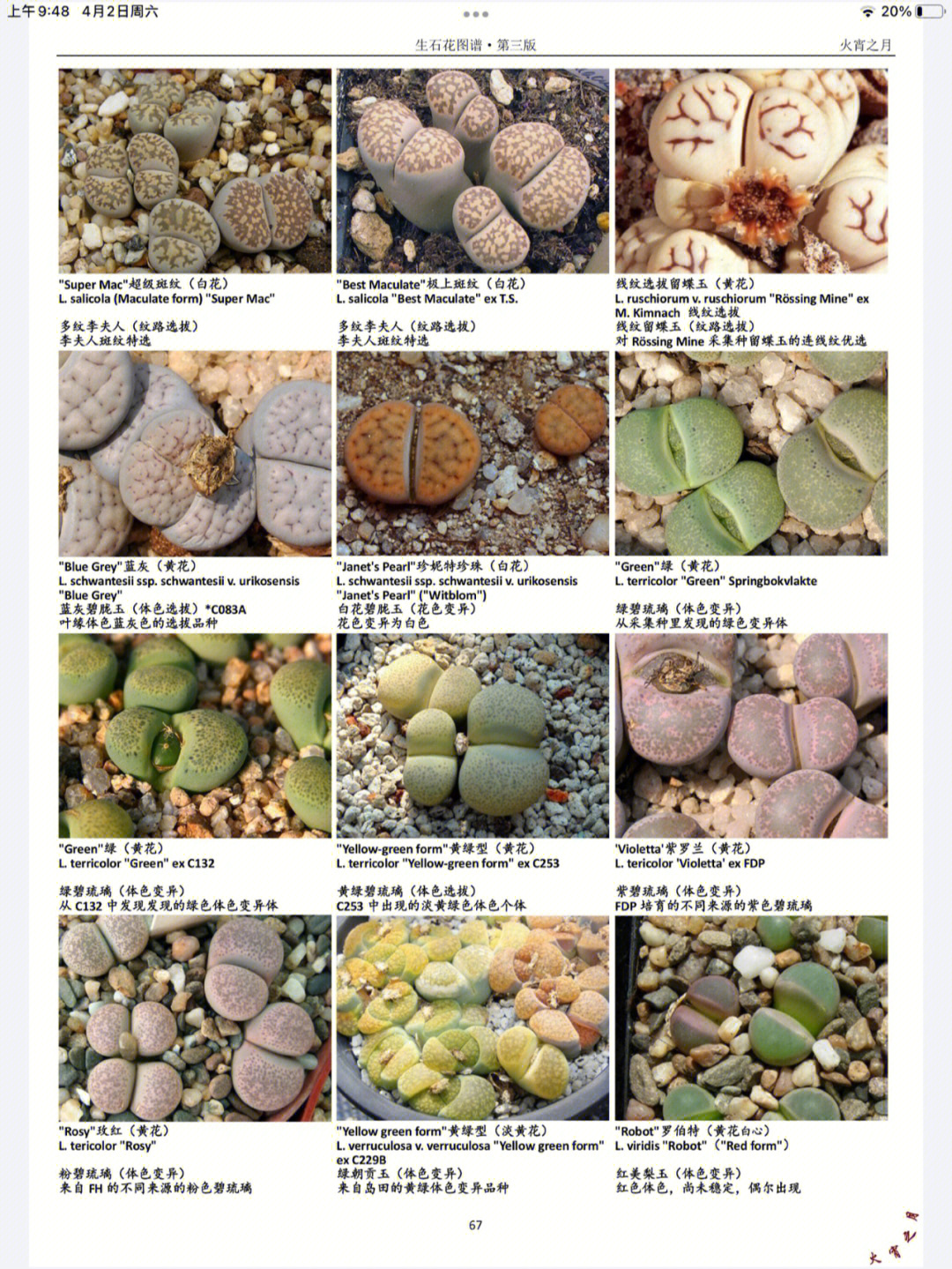 常见生石花品种介绍图片