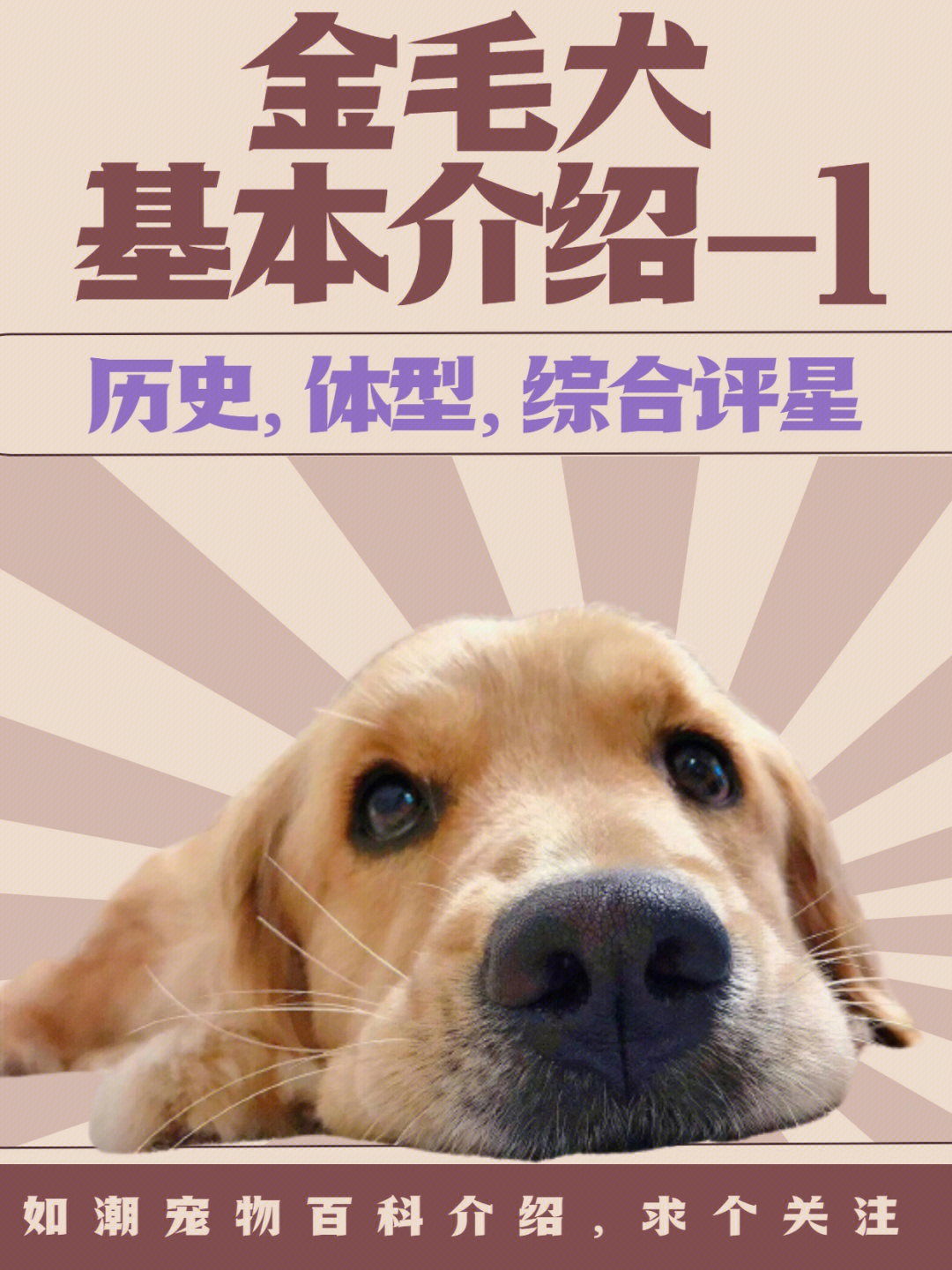 金毛犬的简介图片