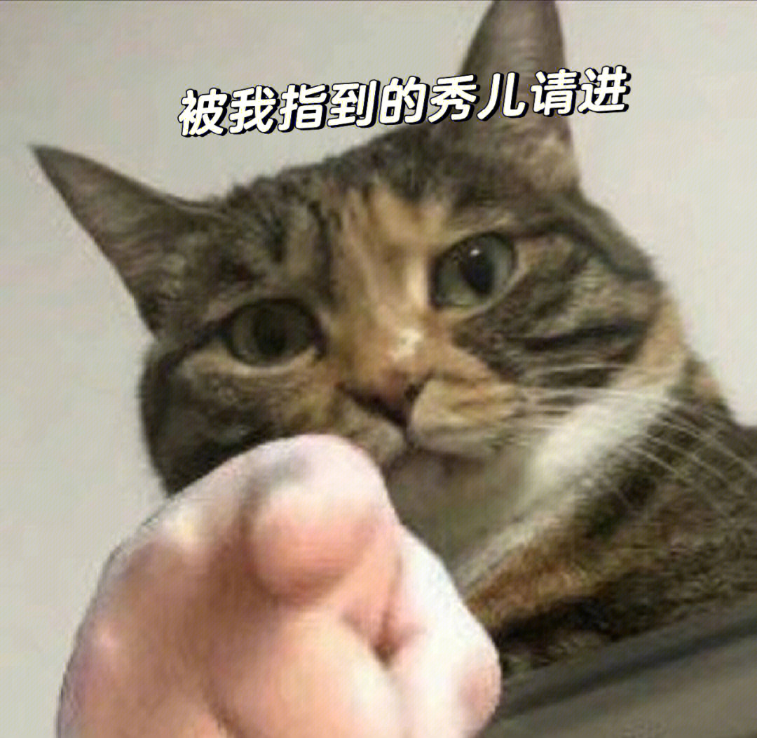 一只猫指人的头像图片