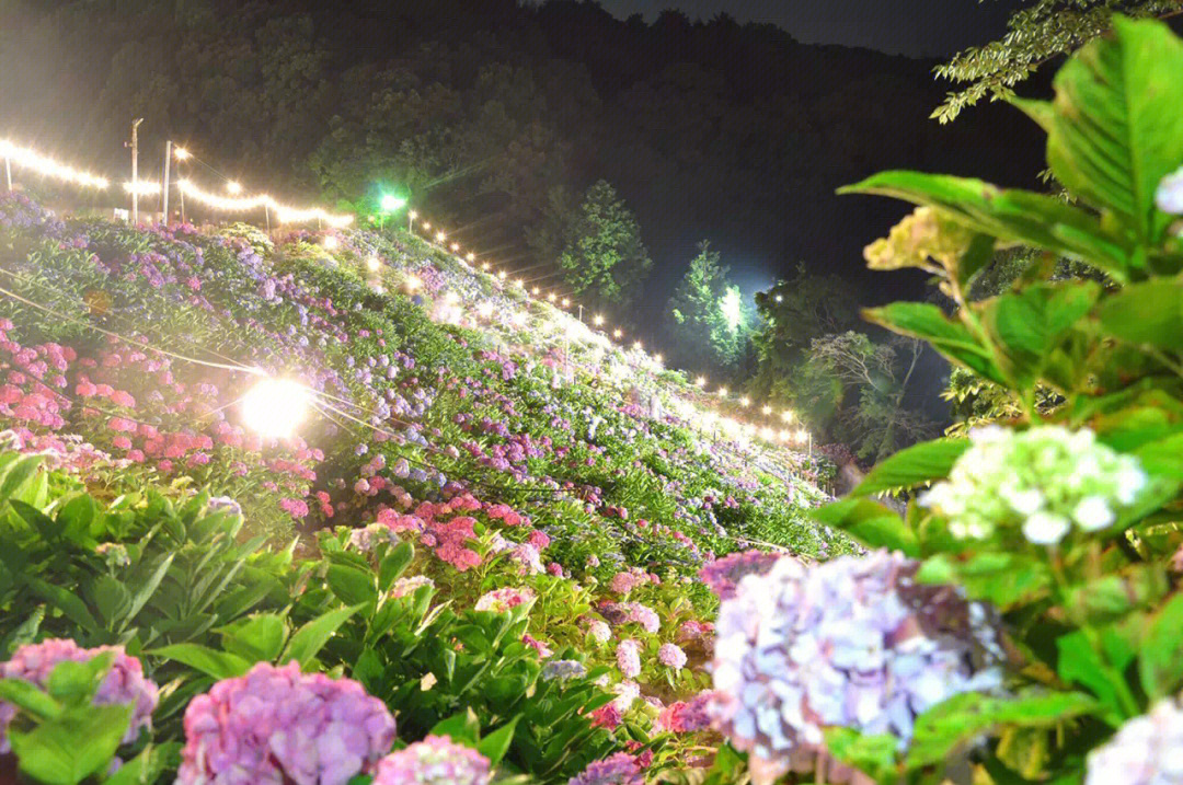 六月花海山海间治愈系形原温泉紫阳花の里