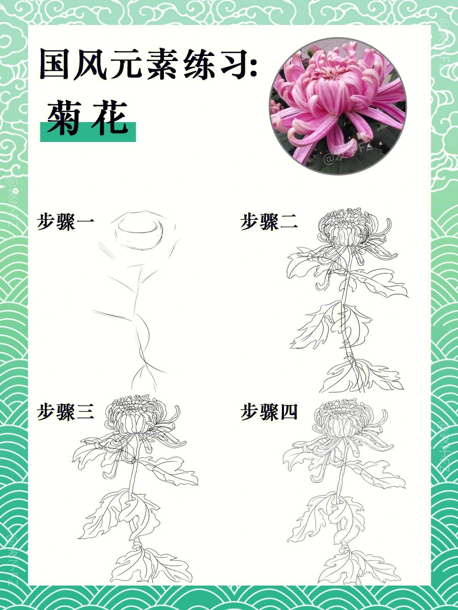 菊花植物卡三年级图片