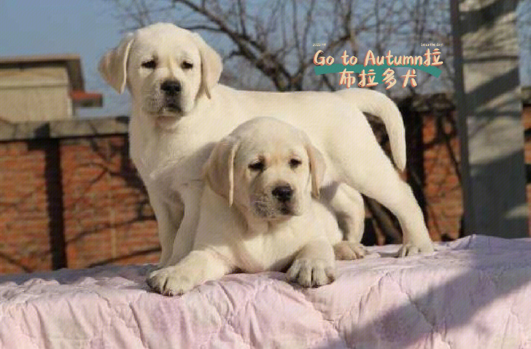 拉布拉多犬壁纸 幼犬图片
