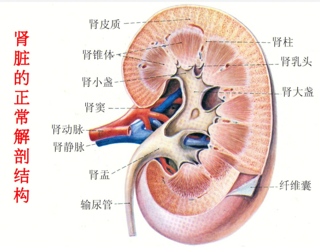 肾脏的基本解剖结构图片