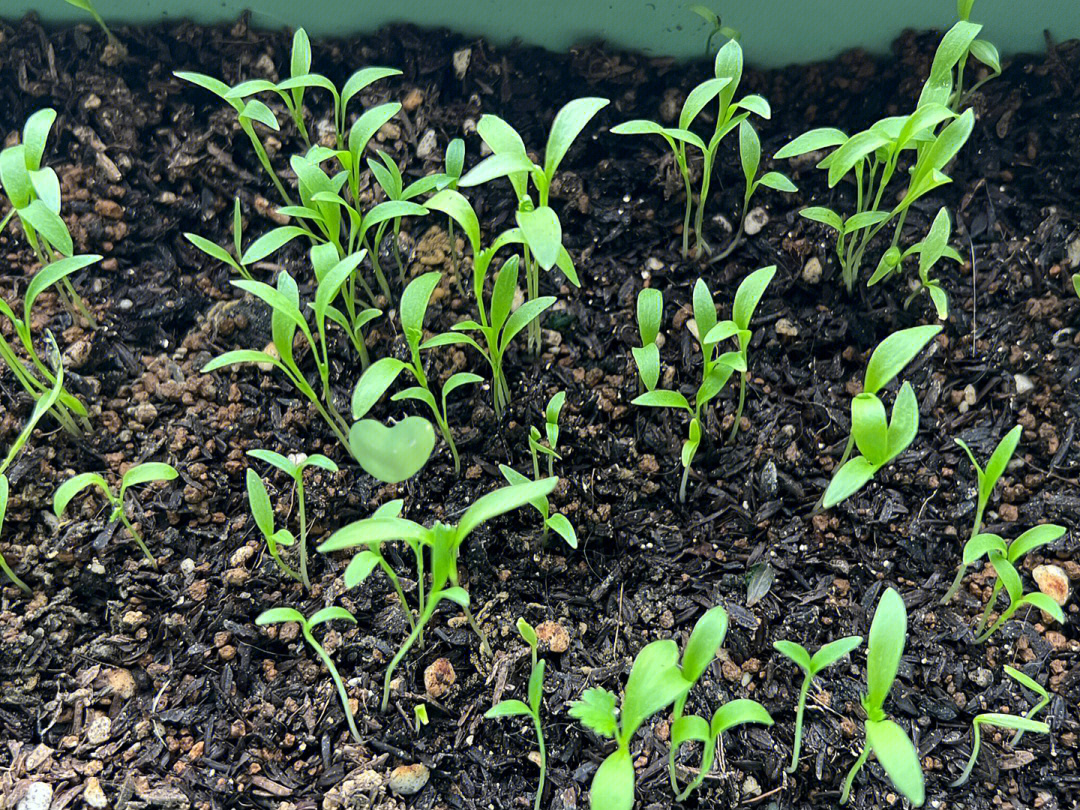 夏天香菜生长的这么快,一个周左右的时间,之前撒下去的种子就都发芽了