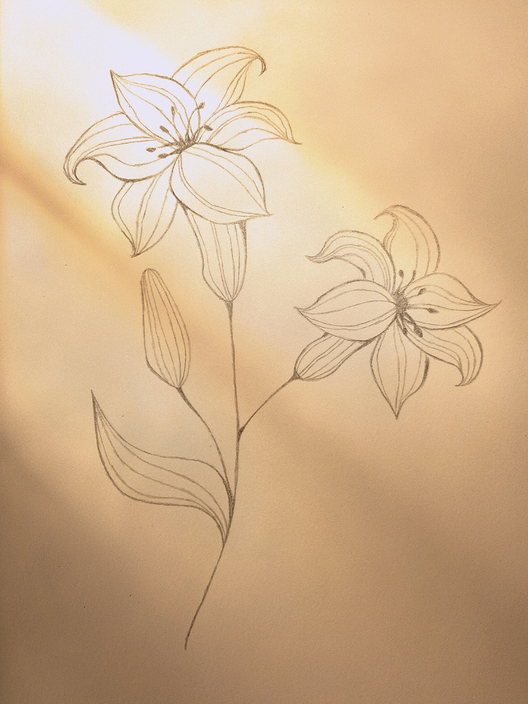 简笔画266066百合附教程