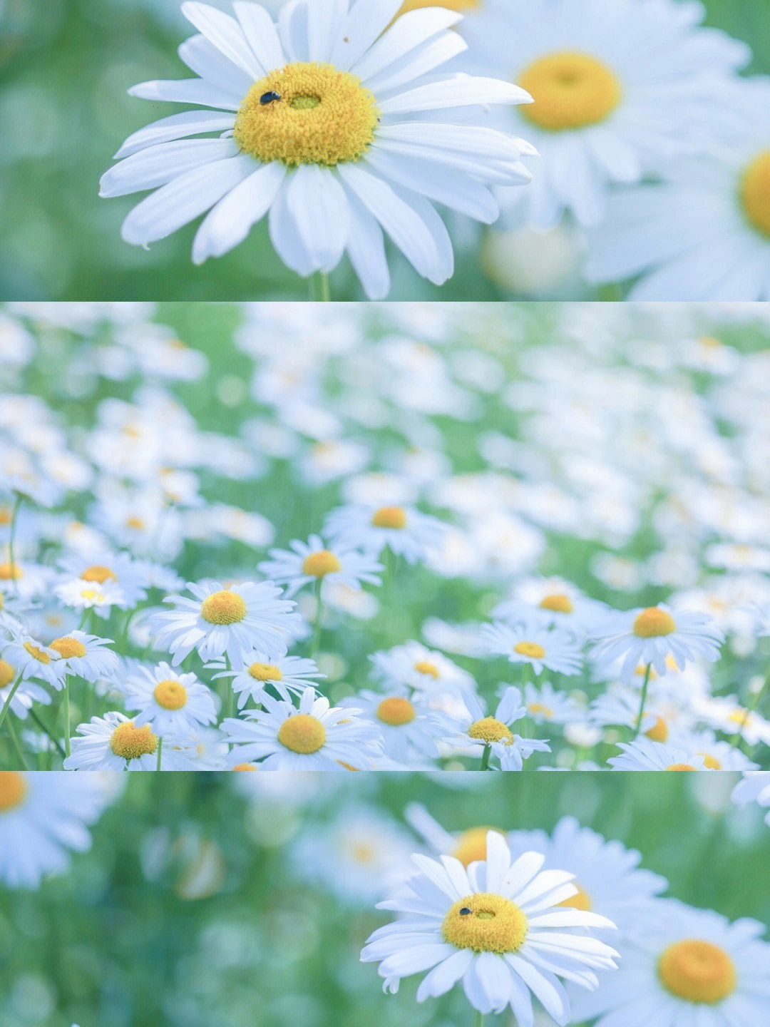 被雏菊治愈的夏天清新小雏菊