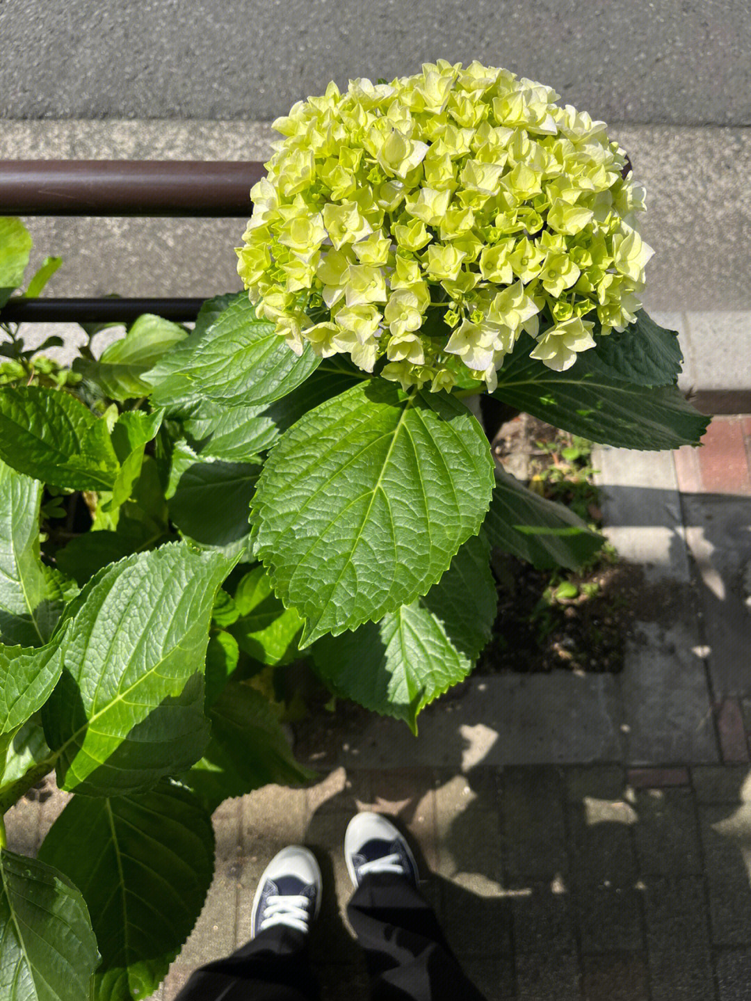 濑名紫阳花图片