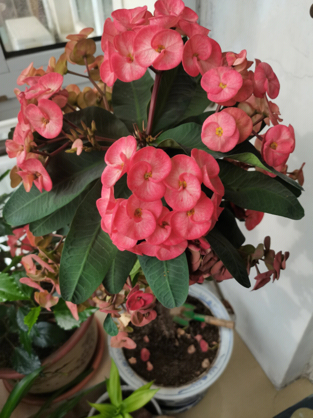 虎刺梅花