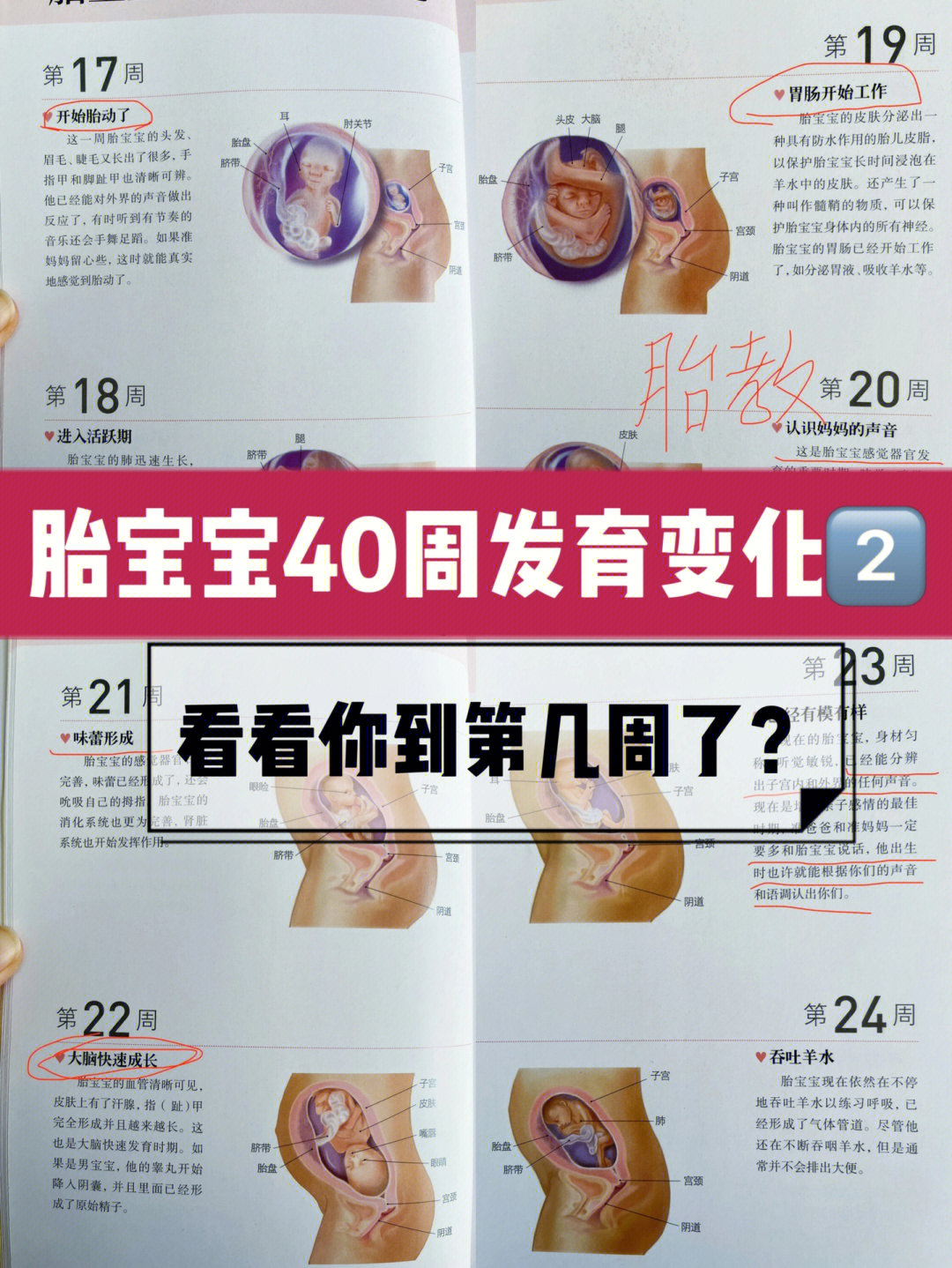 02胎宝宝40周发育变化266看看你到第几周了