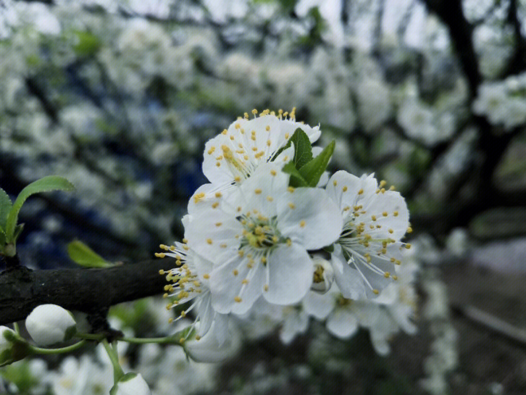 春李子花开