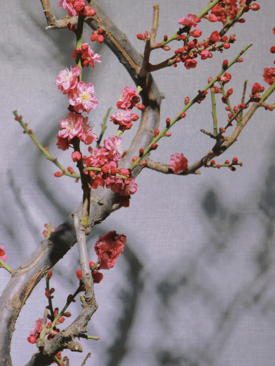 北京春季赏花明城墙遗址梅花