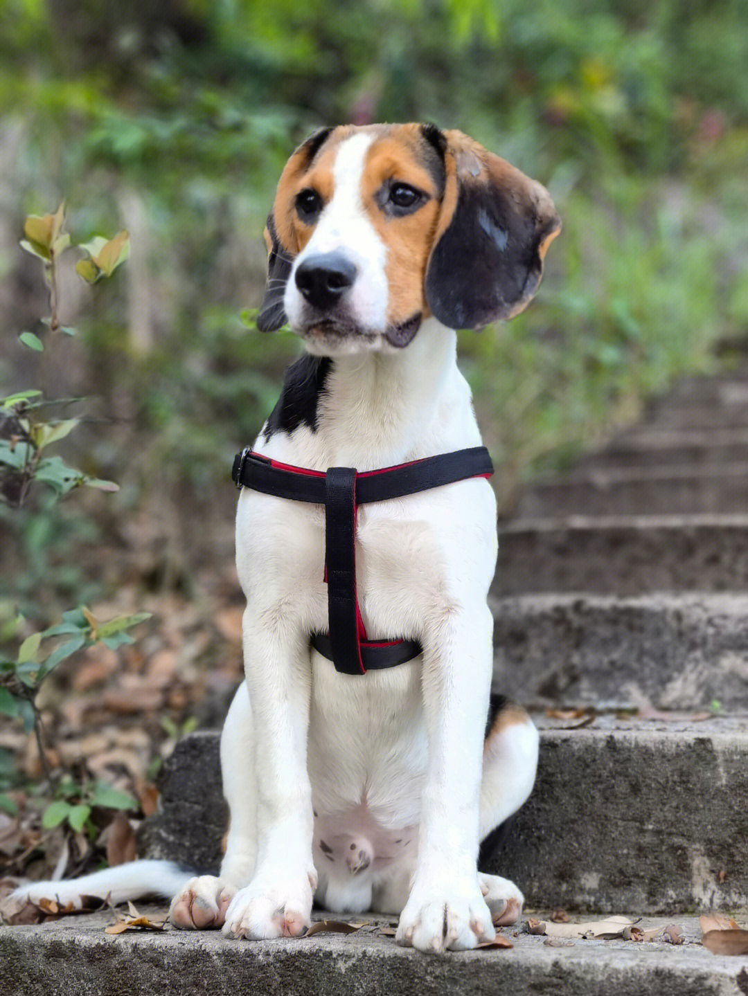 比格犬成年体型多大图片