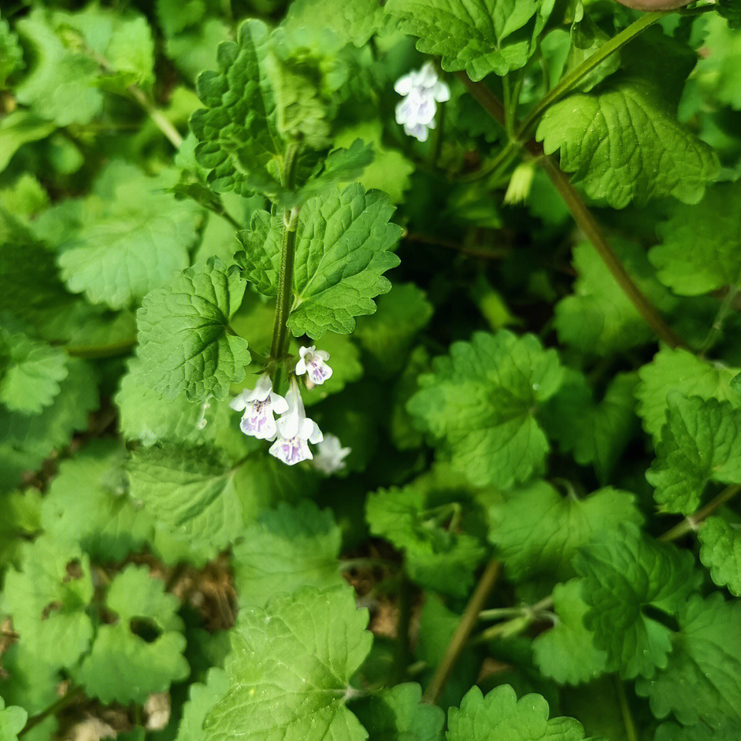 野生连钱草铜钱草透骨消