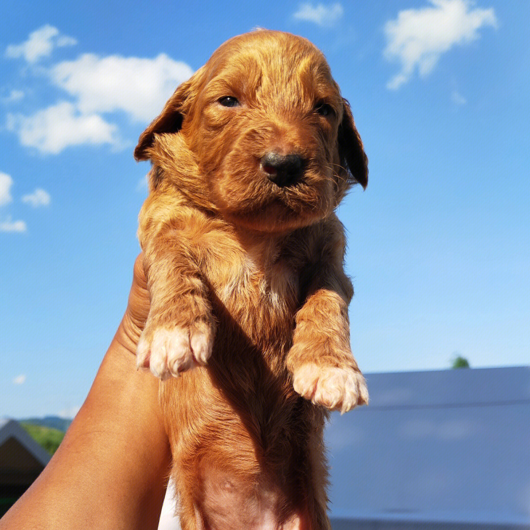 金德利犬图片图片