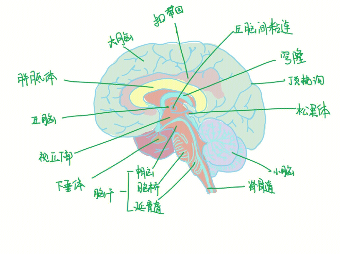 大脑侧面解剖图图片