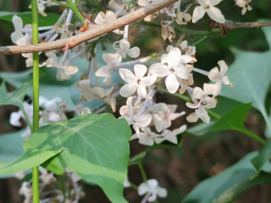 匆匆那年五瓣丁香花图片