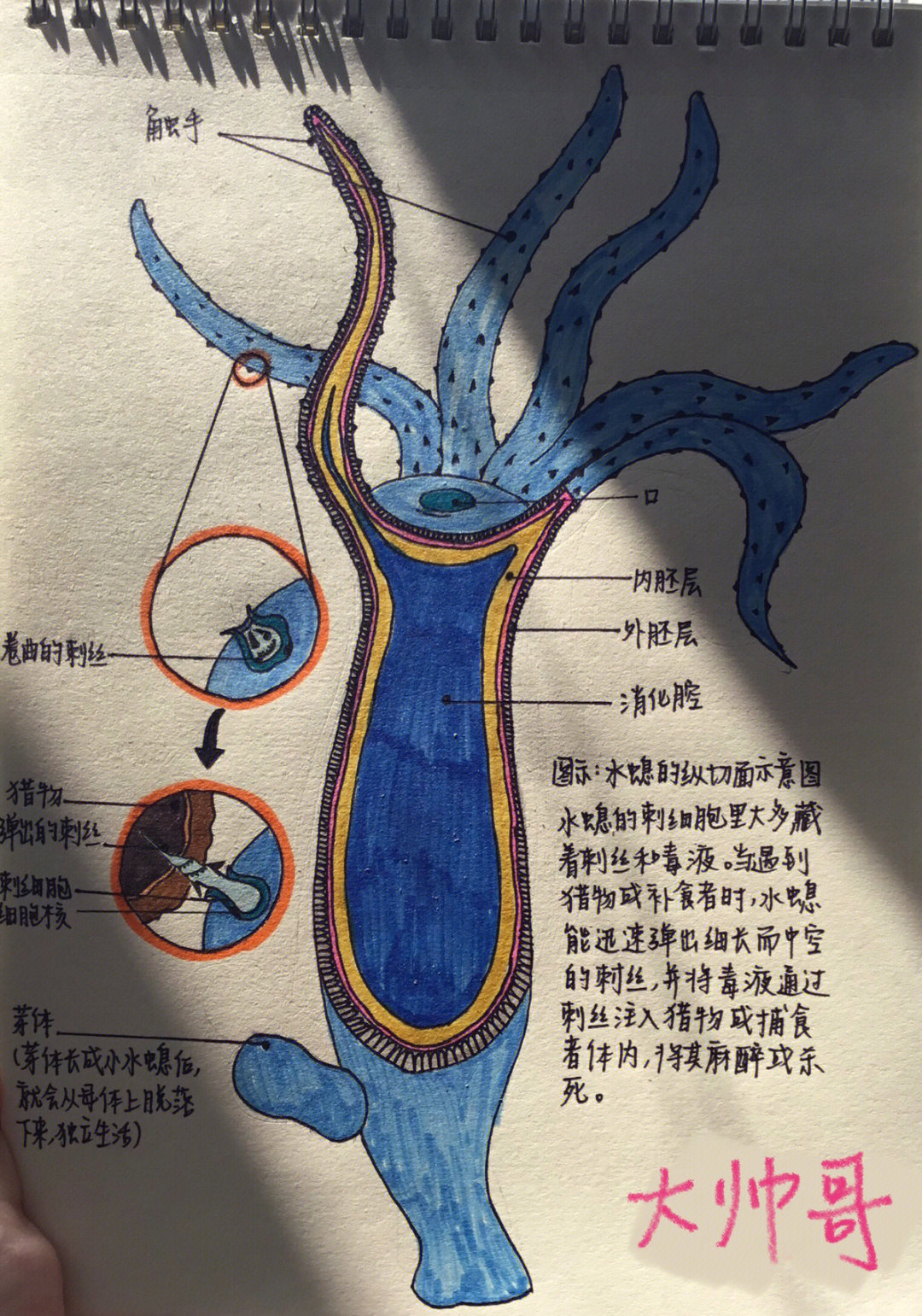 地钱颈卵器纵切结构图图片