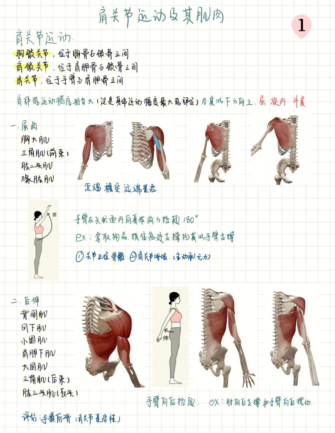 了解肩关节的运动方向及肌肉