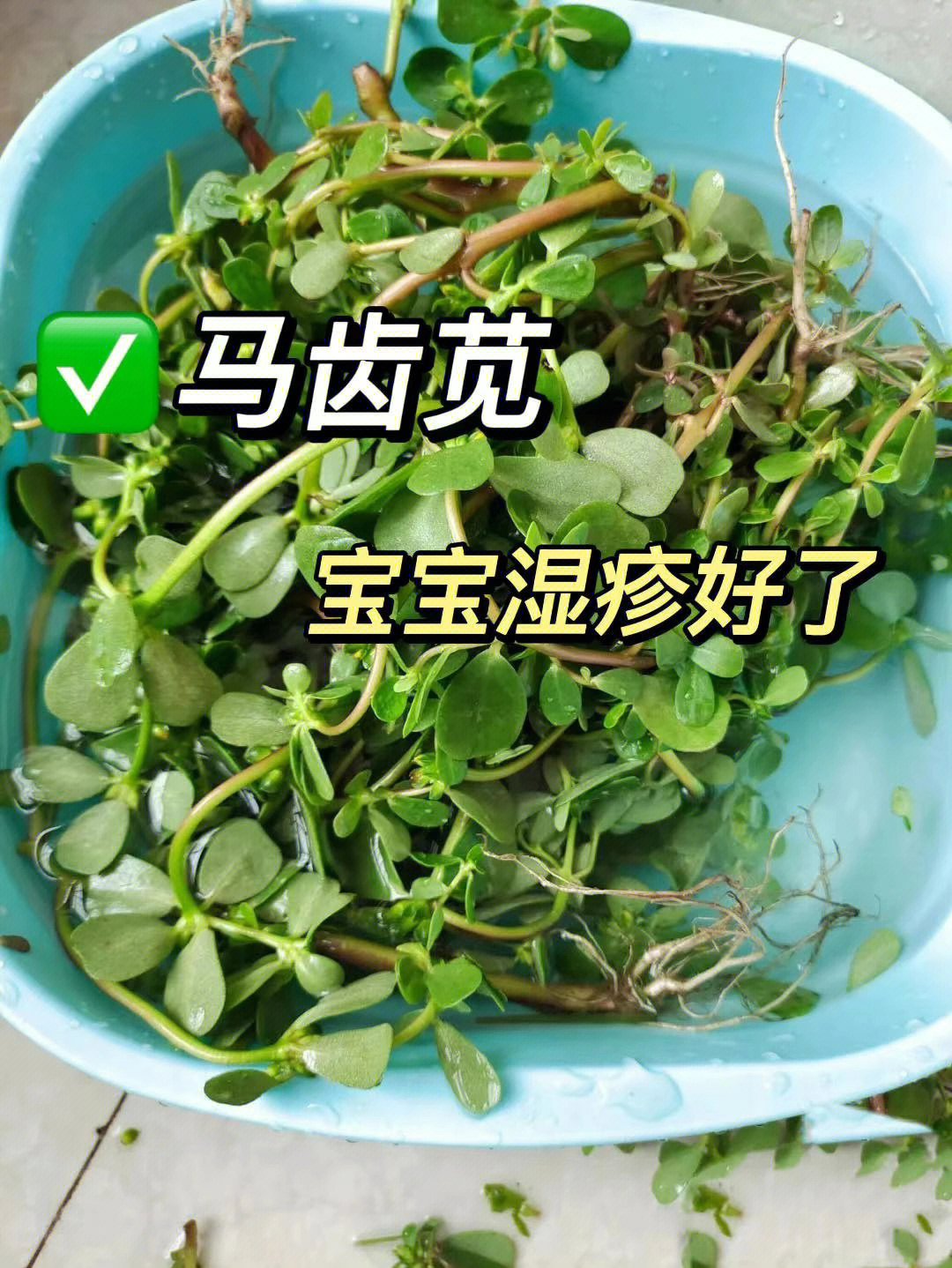 马齿笕去湿疹的方法图片