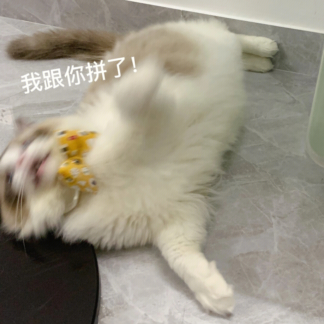 猫咪敷衍表情包图片