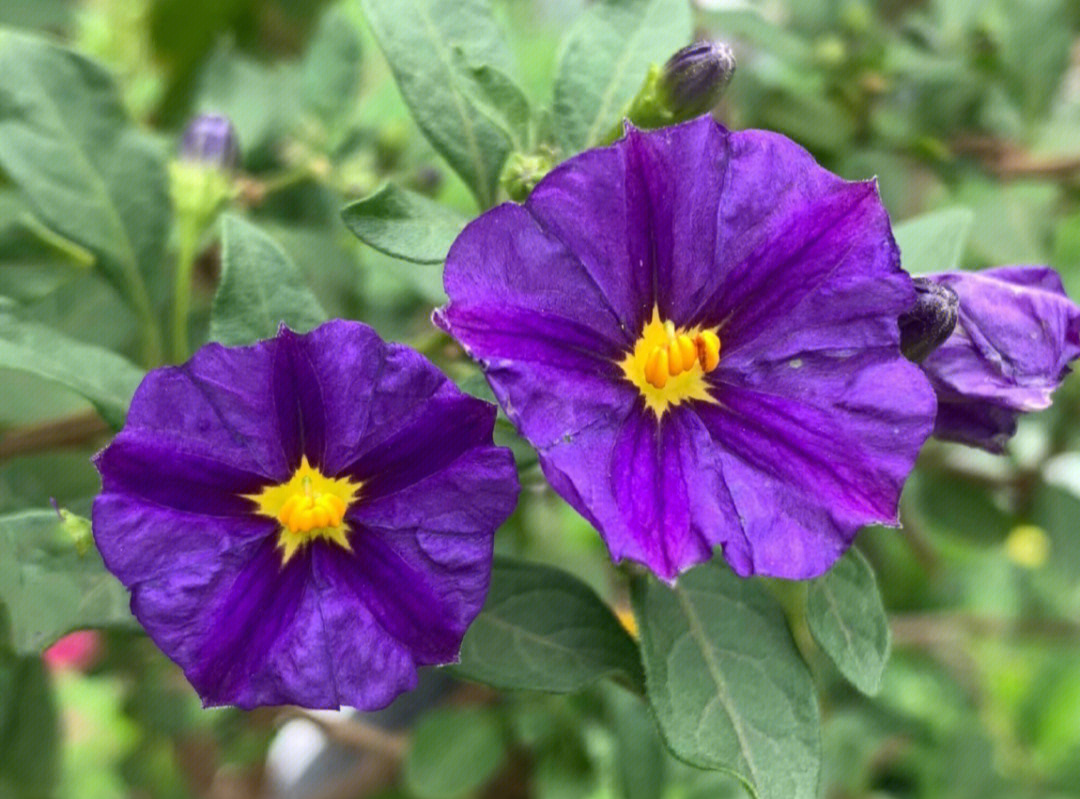 别名:蓝花十萼茄花色:花紫色分布区域:原产地为阿根廷,巴拉圭