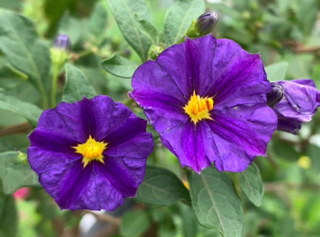 蓝茄花图片欣赏图片