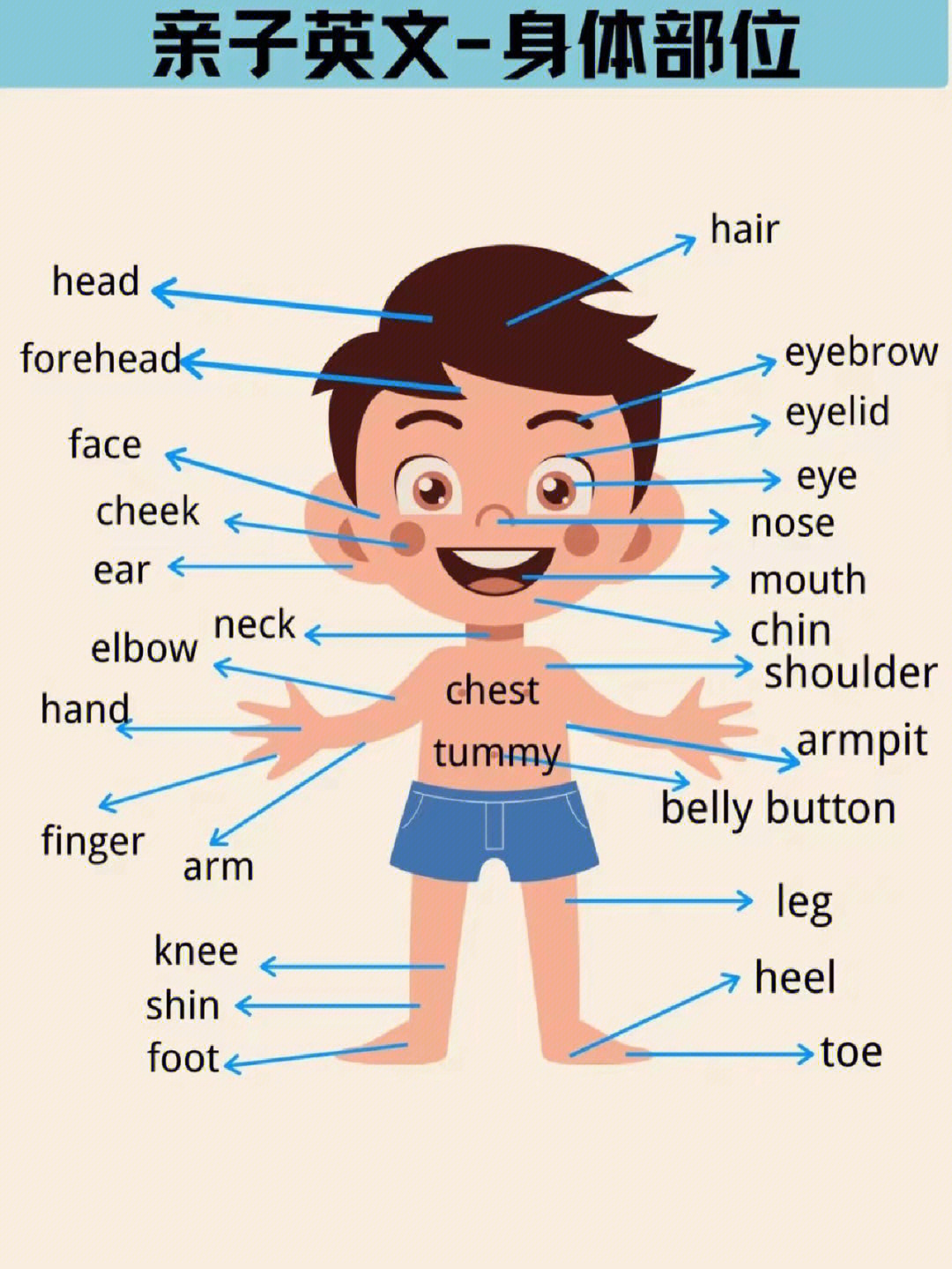 亲子英文身体部位