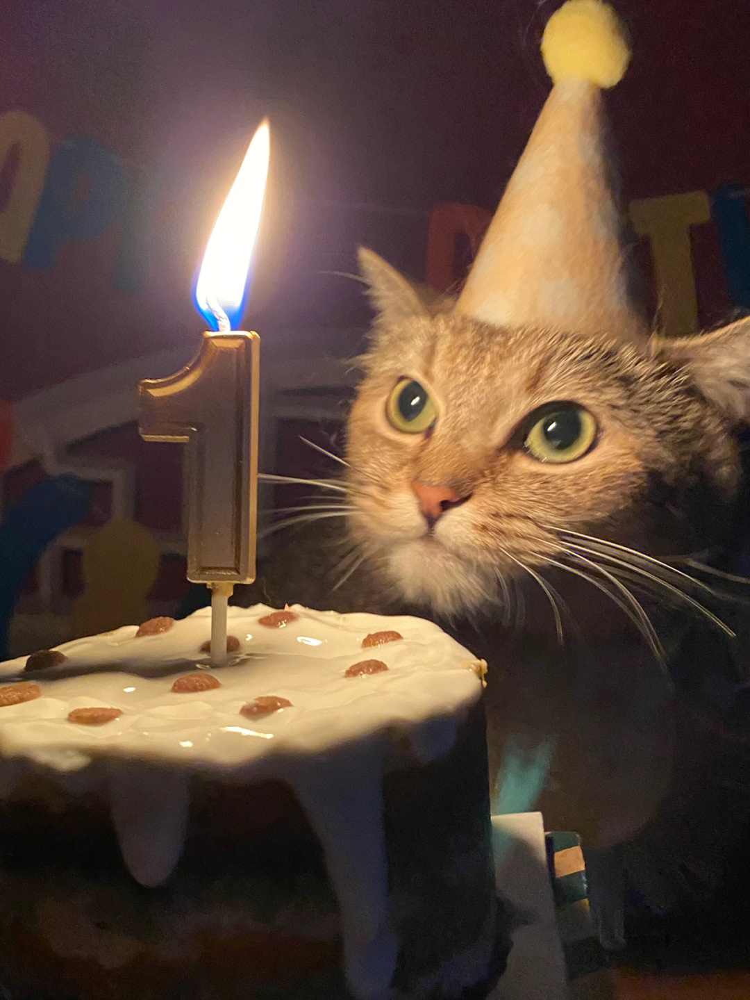 猫咪过生日图片唯美图片