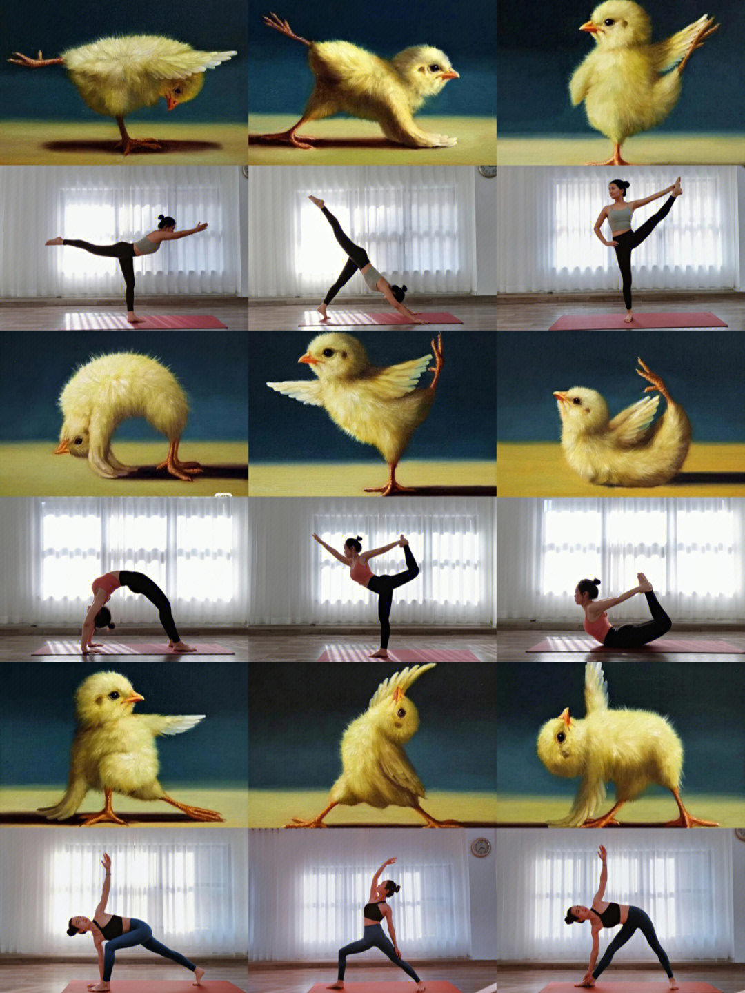 小鸡仔的瑜伽课15张图片
