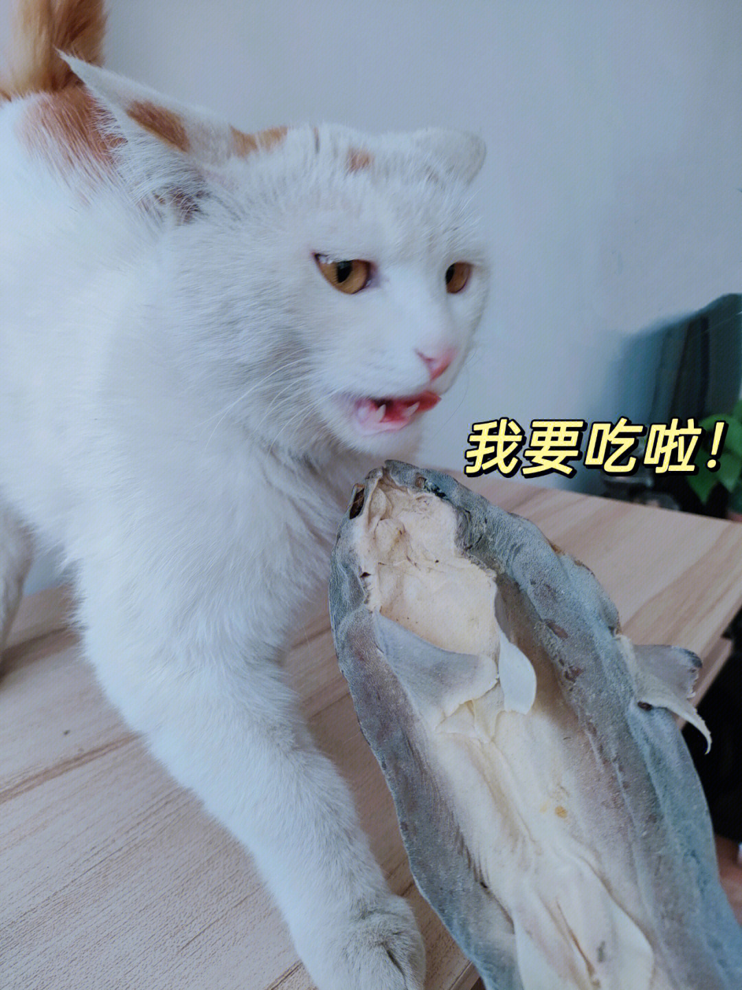 让你见识什么叫做馋猫