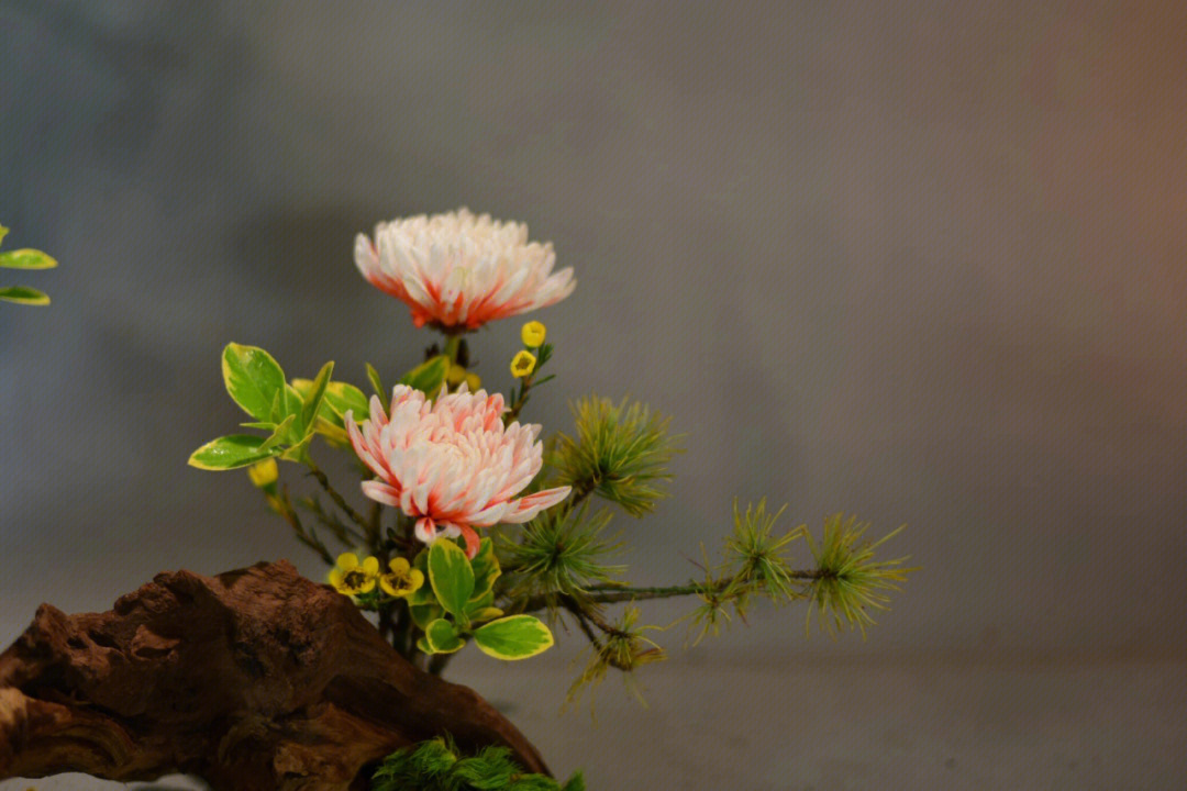 插花的艺术海棠网图片