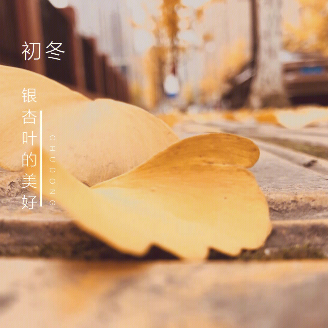 银杏叶 银为有你,三生有杏