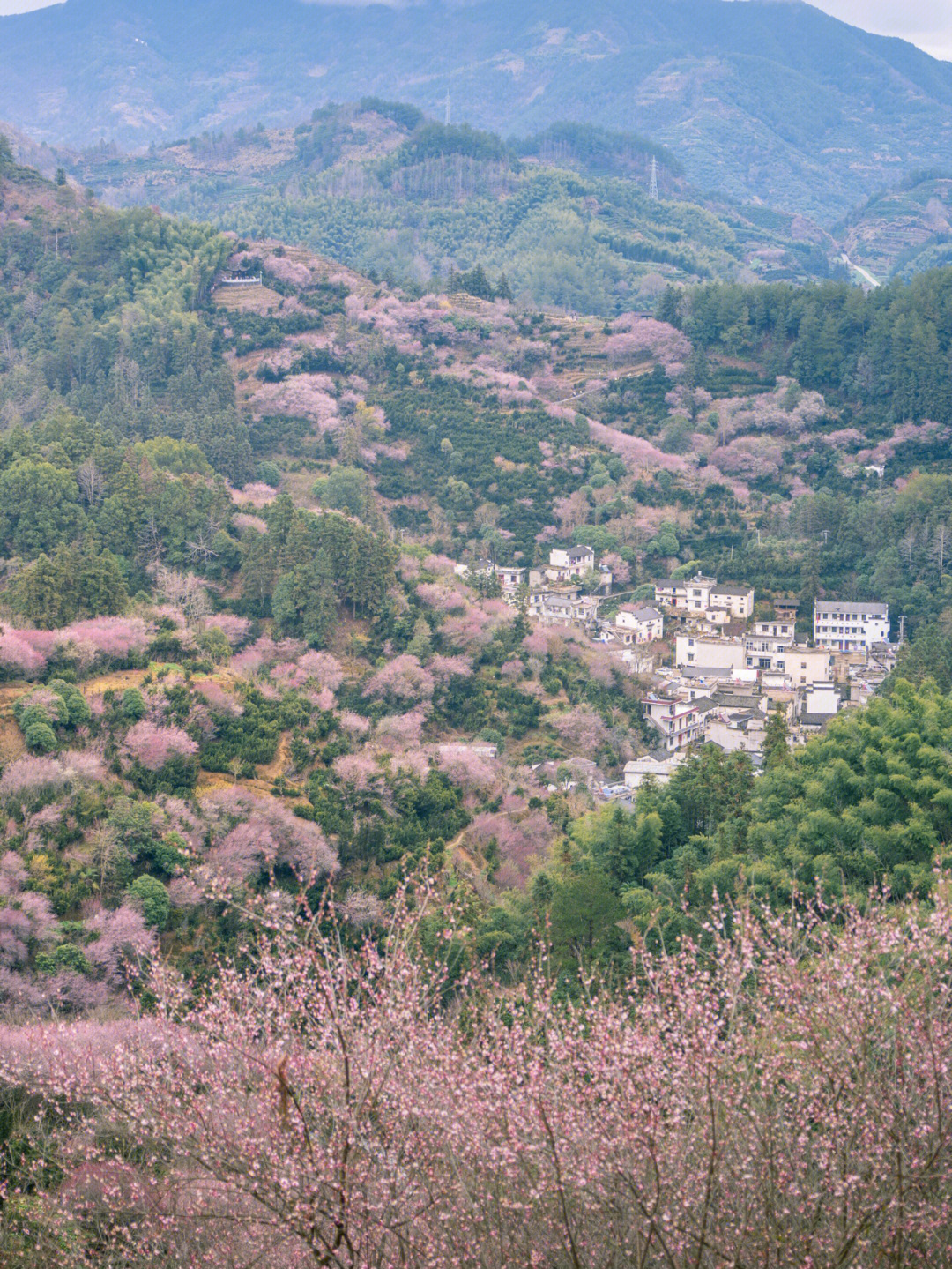 卖花渔村皖南山水