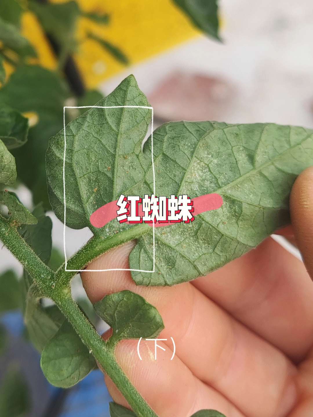 辣椒茶黄螨打什么药图片