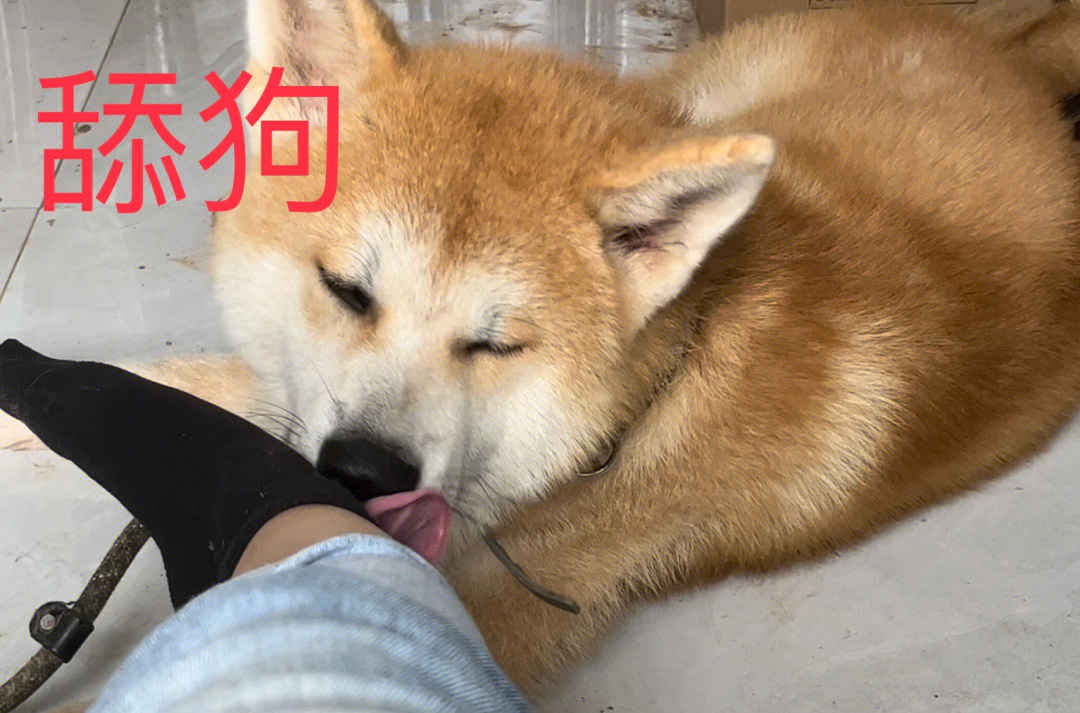 秋田犬麻了表情包图片