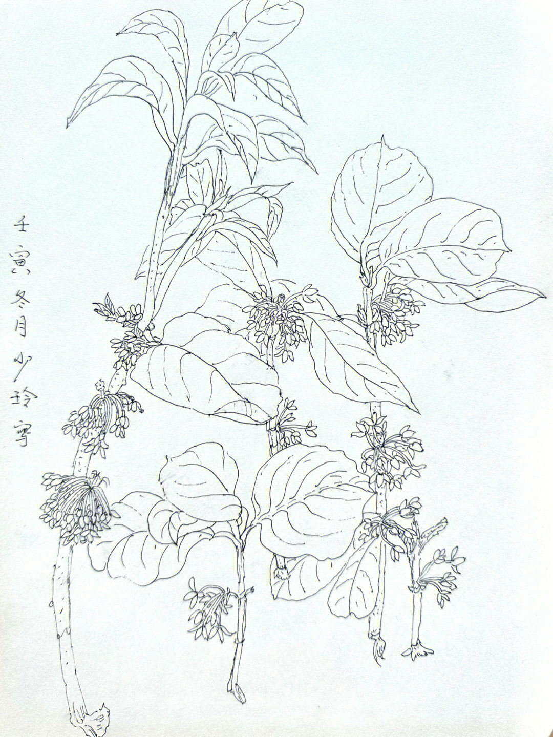 白描线描桂花