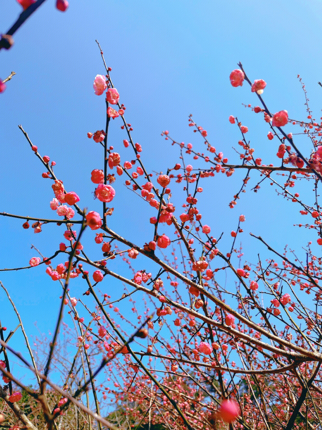 鼓岭梅园花期图片