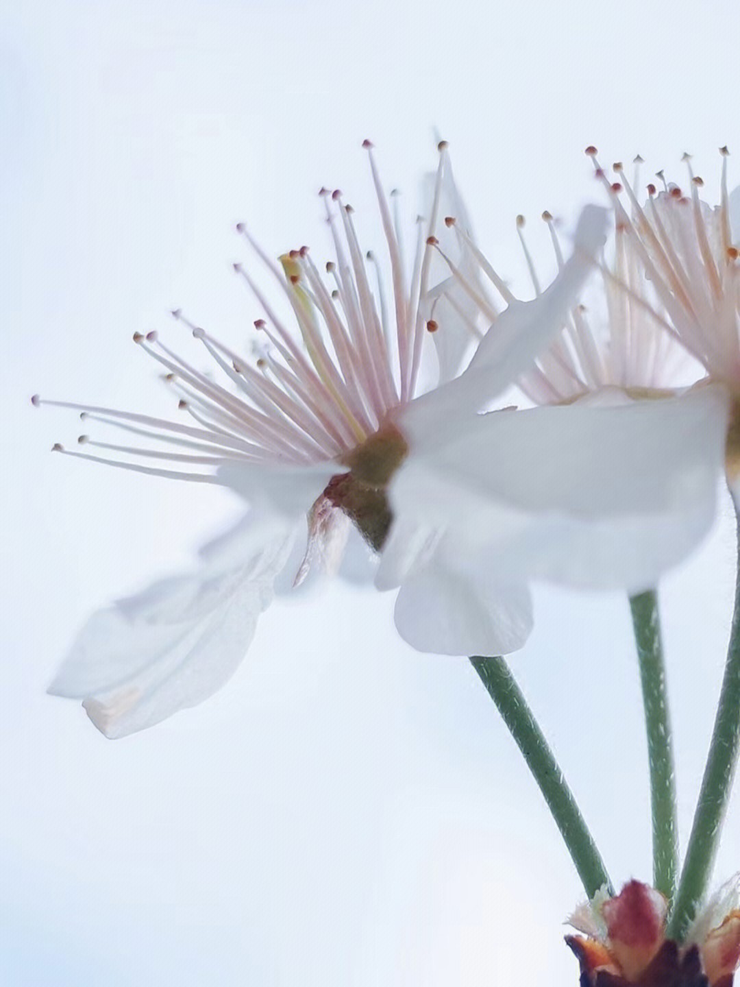 樱桃花结构图片