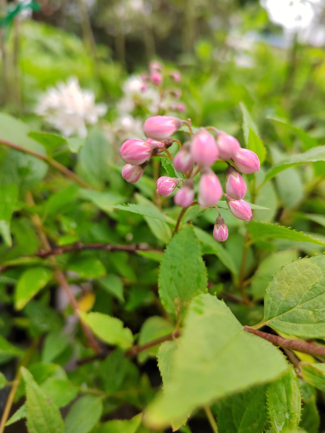 雪樱花资料图片