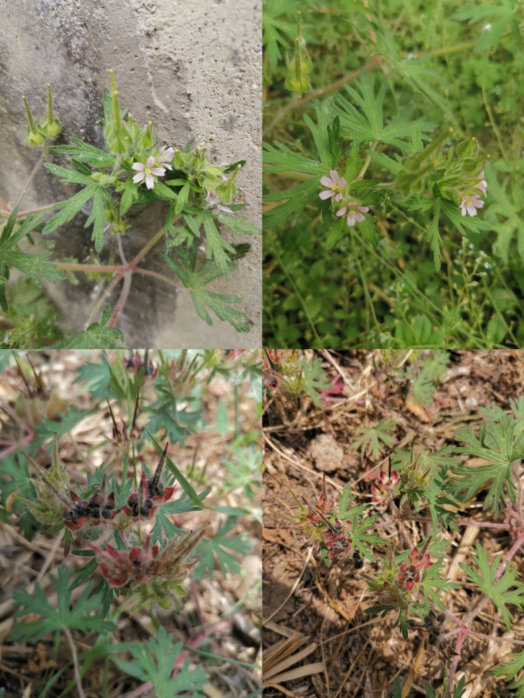 野老鹳草