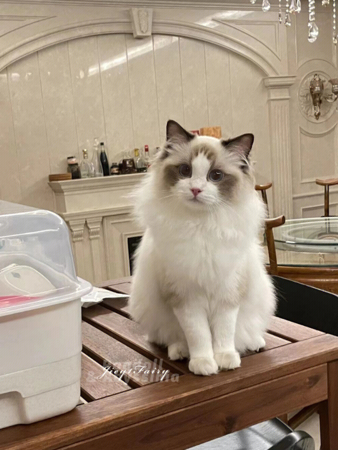 家长回访 不听话的小猫咪脚才会黑_猫咪_布偶猫_宠物_深圳布偶猫舍