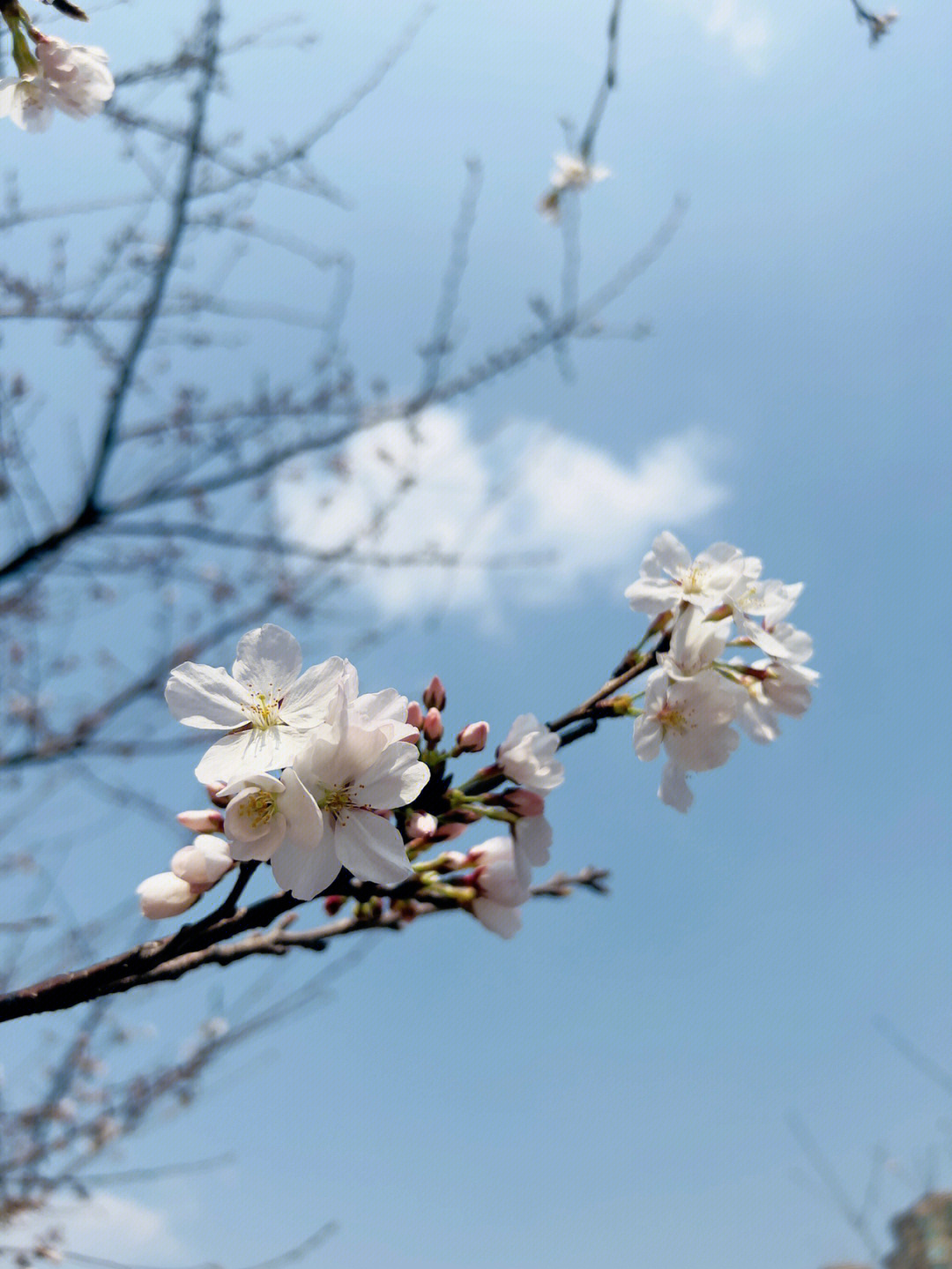 樱花早樱图片