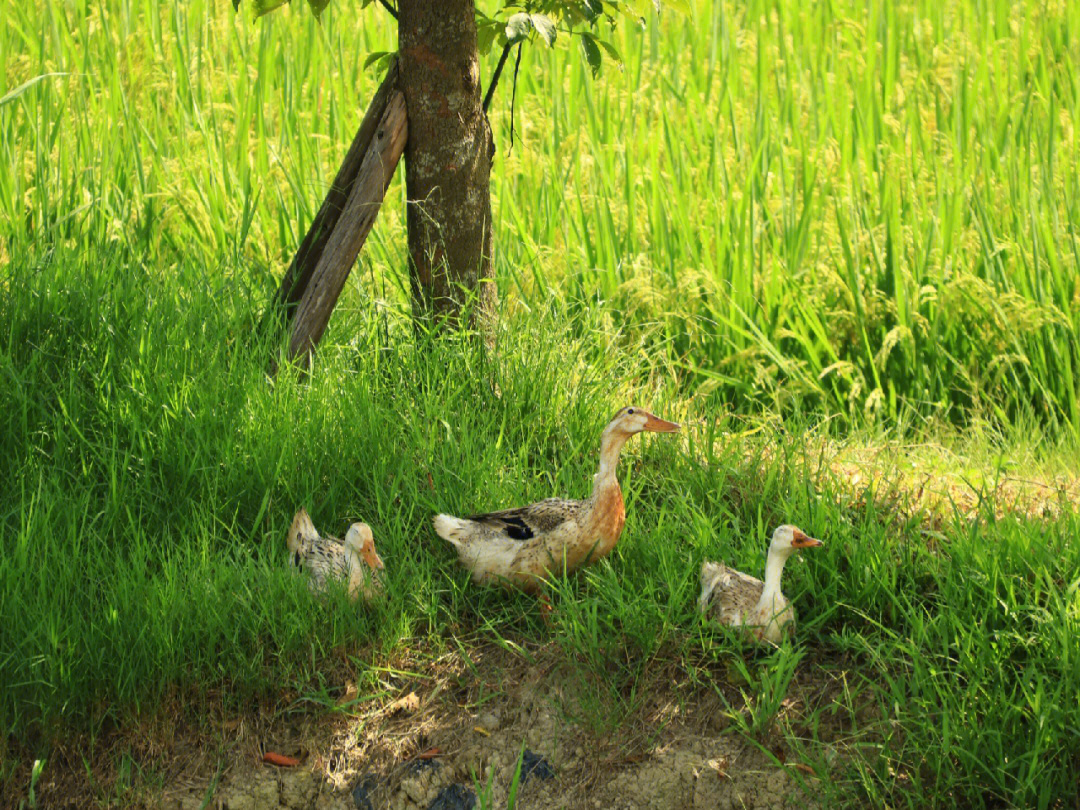 田间地头