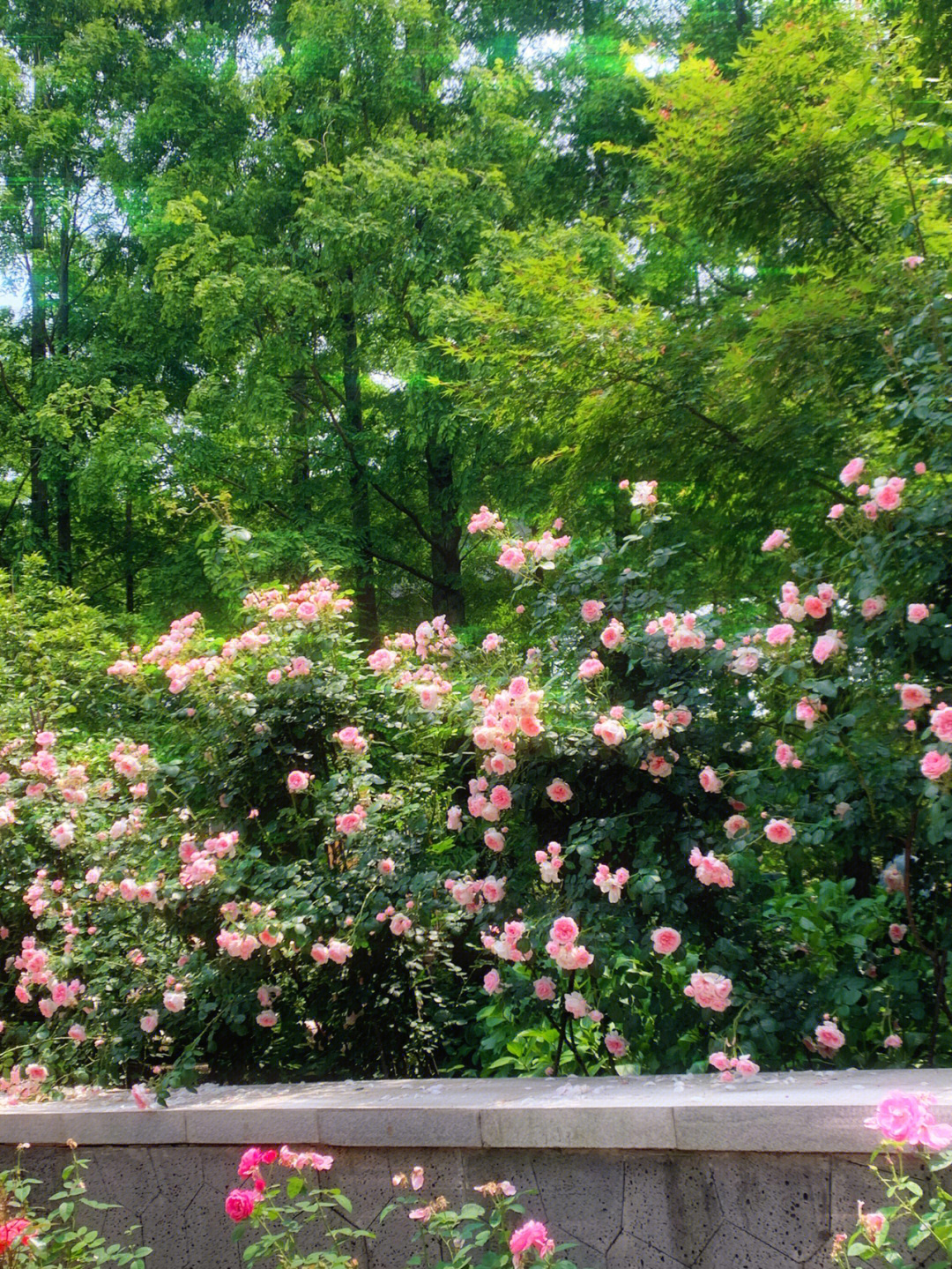 宁波花草批发基地图片