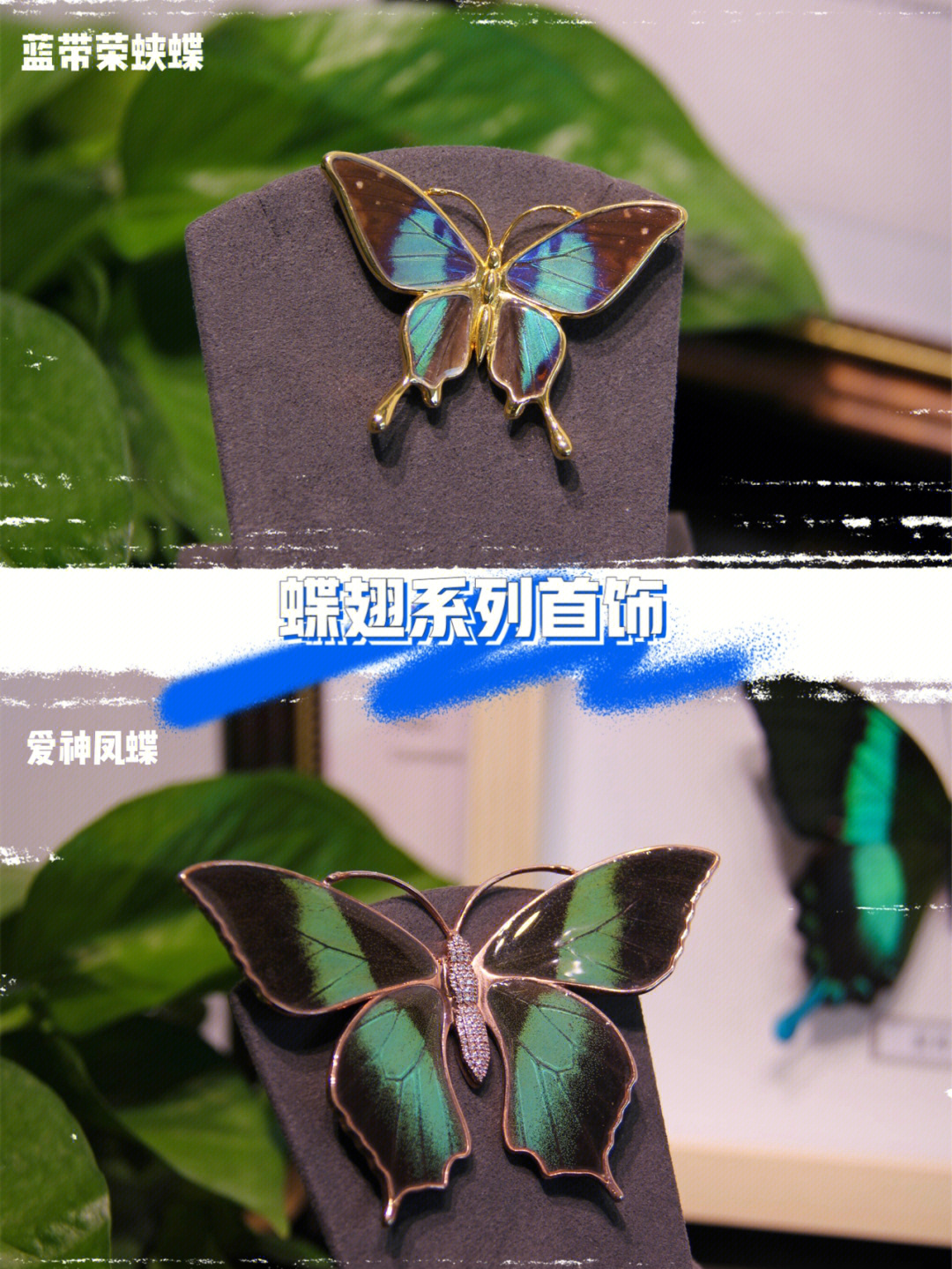 蝶翅首饰系列巴西蓝带荣蛱蝶