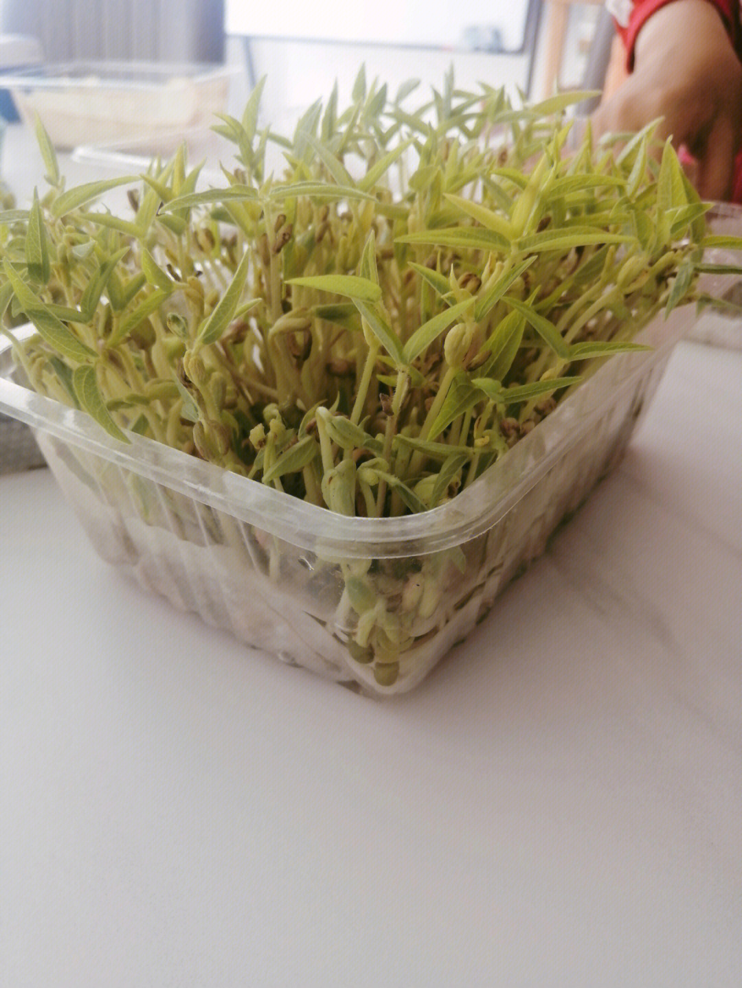 绿豆芽成熟的样子图片